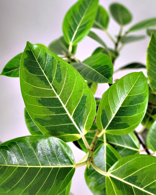 Ficus Altissima - View 1 from www redcrocus com