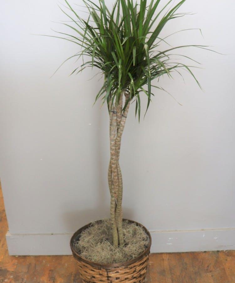 Dracaena Marginata Braid - View 14 from www redcrocus com