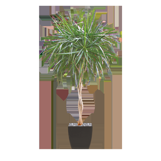Dracaena Marginata Braid - View 1 from www redcrocus com
