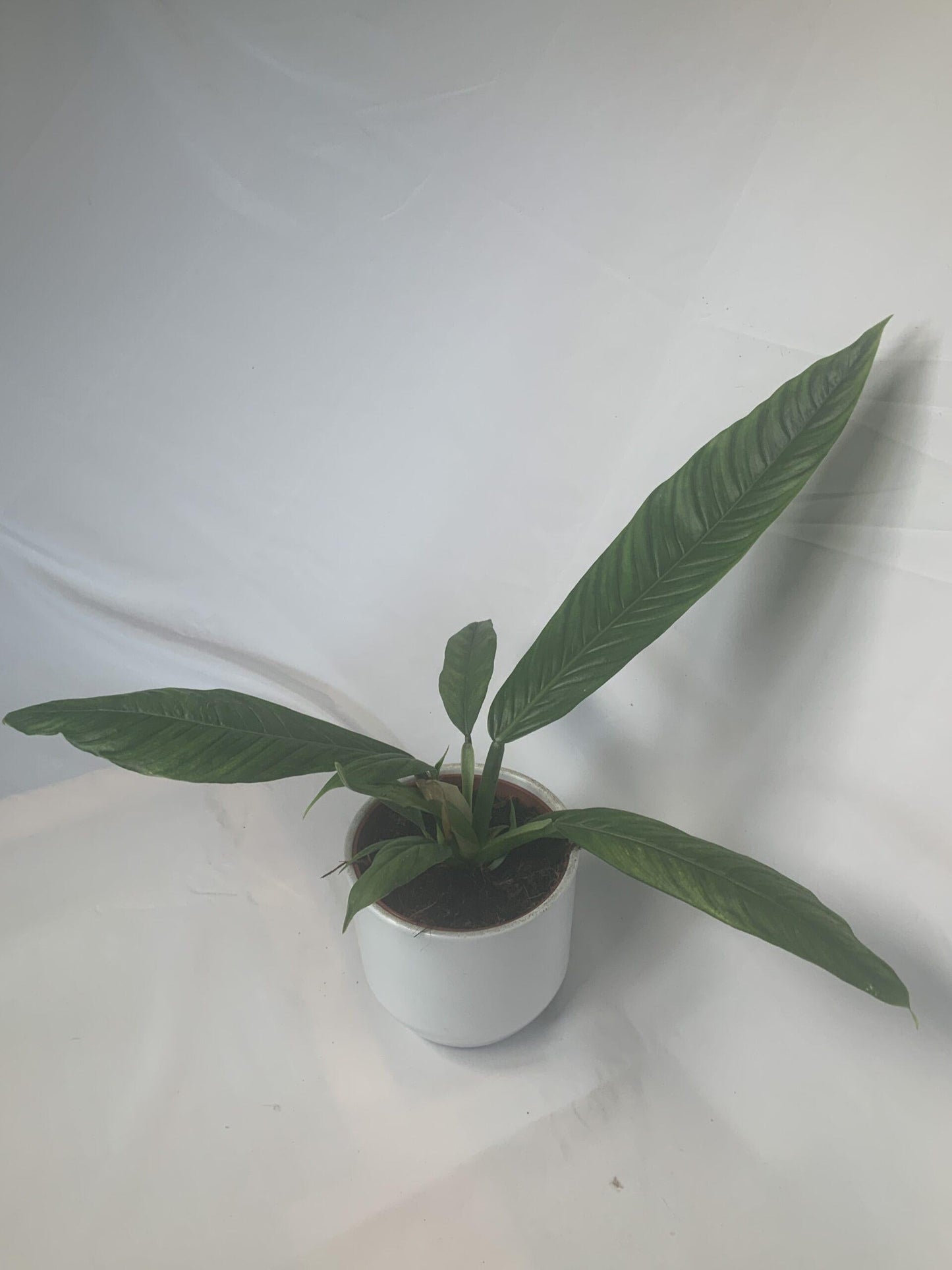 Philodendron Campii Lynette - View 15 from www redcrocus com