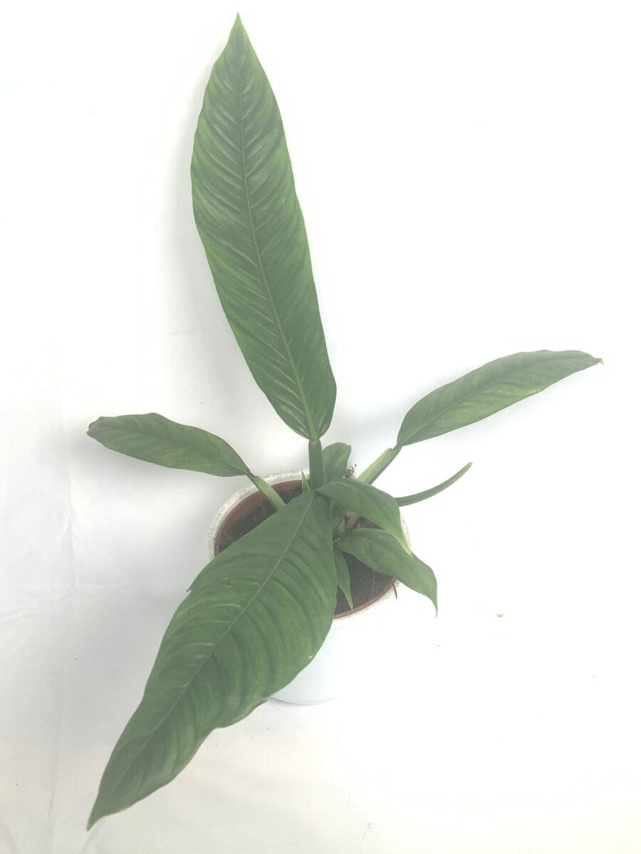 Philodendron Campii 'lynette' - View 15 from www redcrocus com