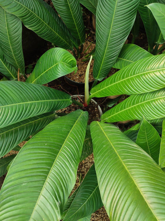 Philodendron Campii 'lynette' - View 1 from www redcrocus com