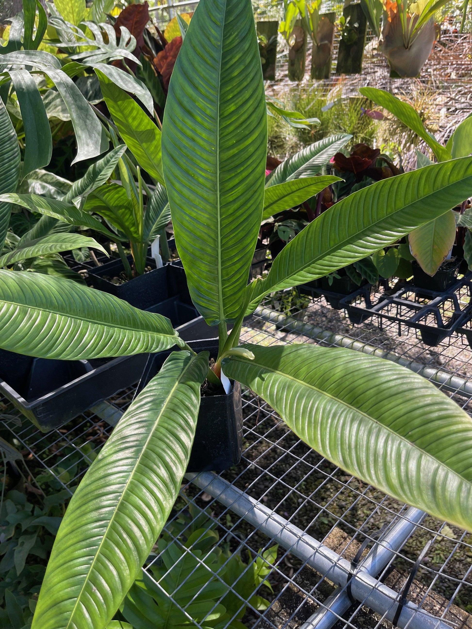 Philodendron Campii 'lynette' - View 3 from www redcrocus com