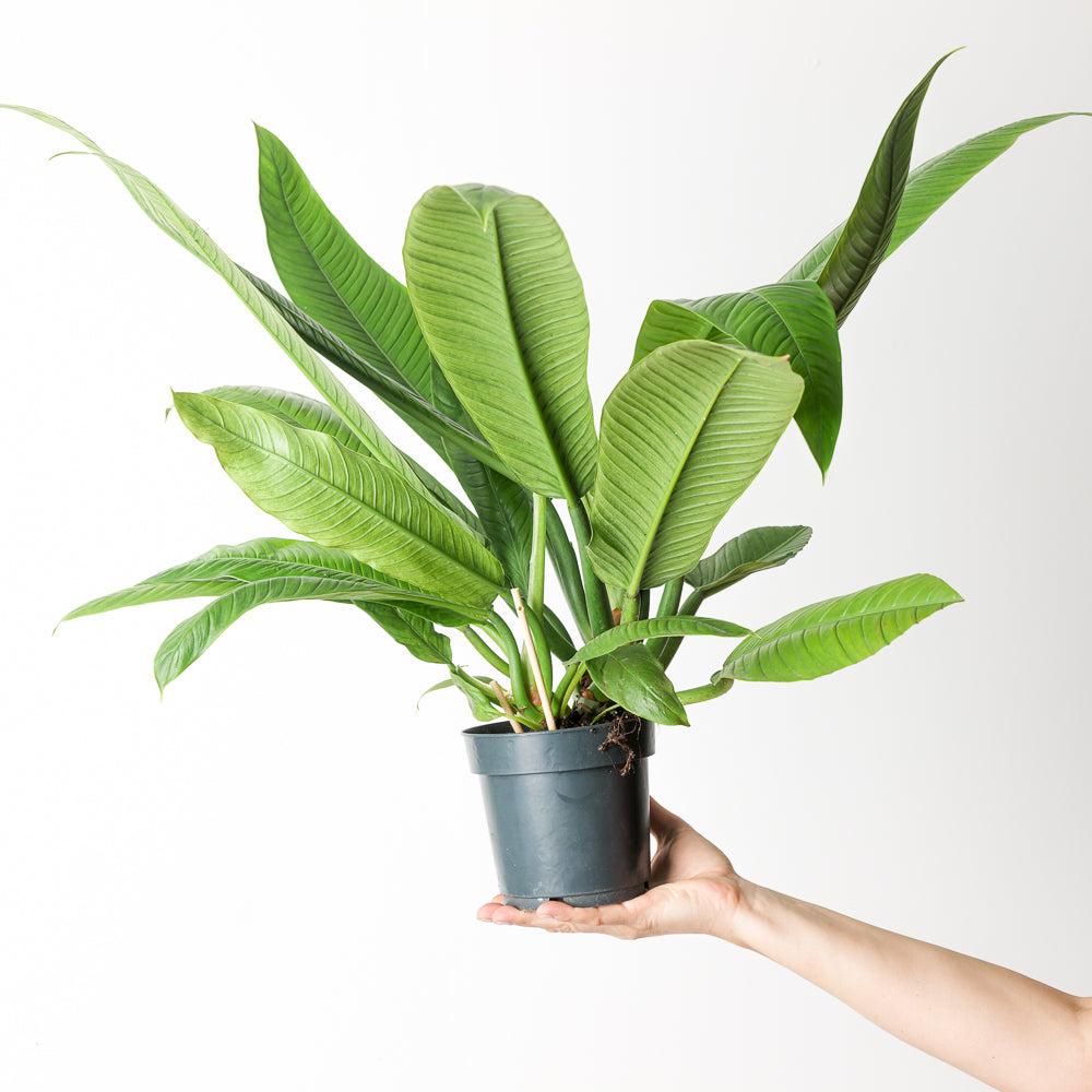 Philodendron Campii 'lynette' - View 7 from www redcrocus com