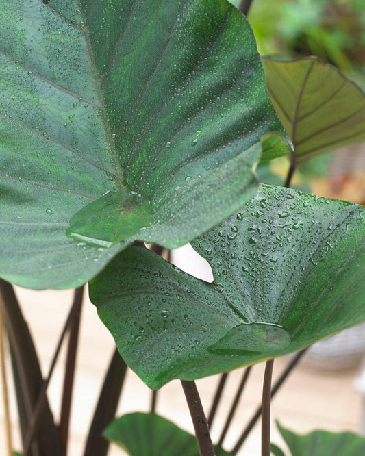 Colocasia Tea Cup - View 10 from www redcrocus com