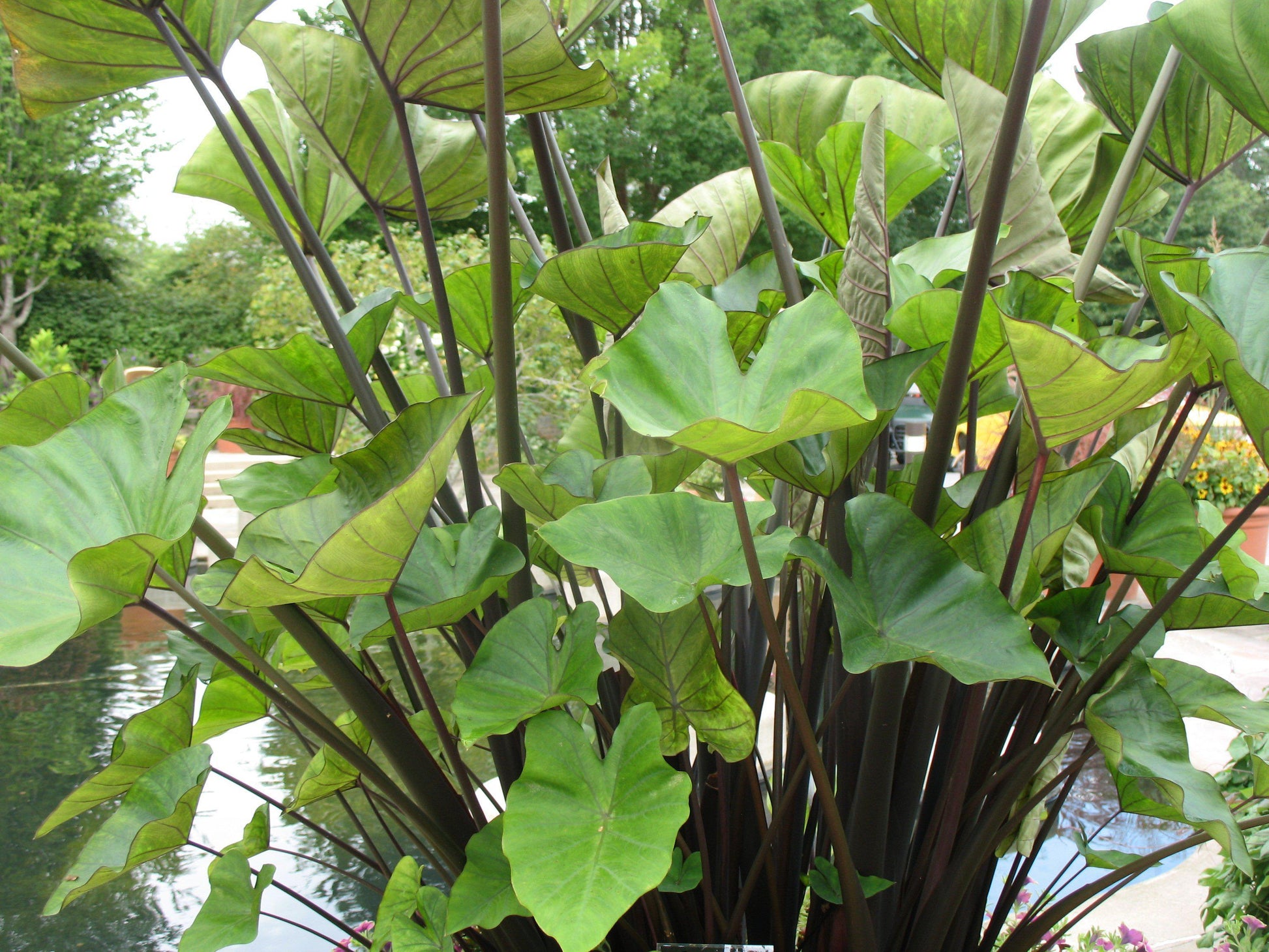 Colocasia Tea Cup - View 11 from www redcrocus com