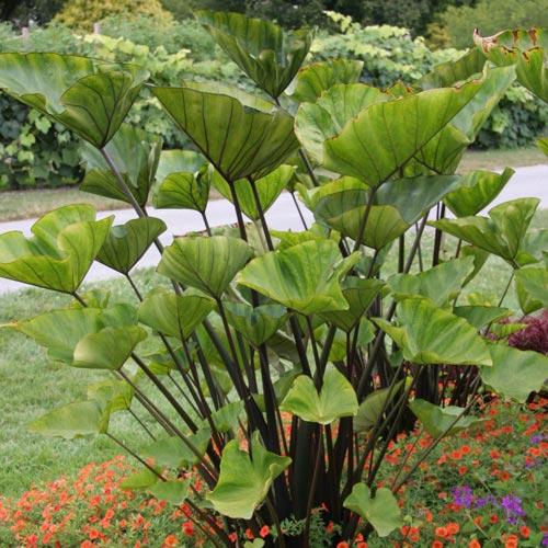 Colocasia Tea Cup - View 15 from www redcrocus com