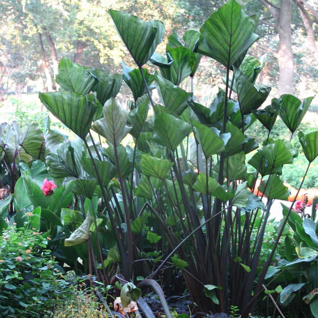 Colocasia Tea Cup - View 17 from www redcrocus com