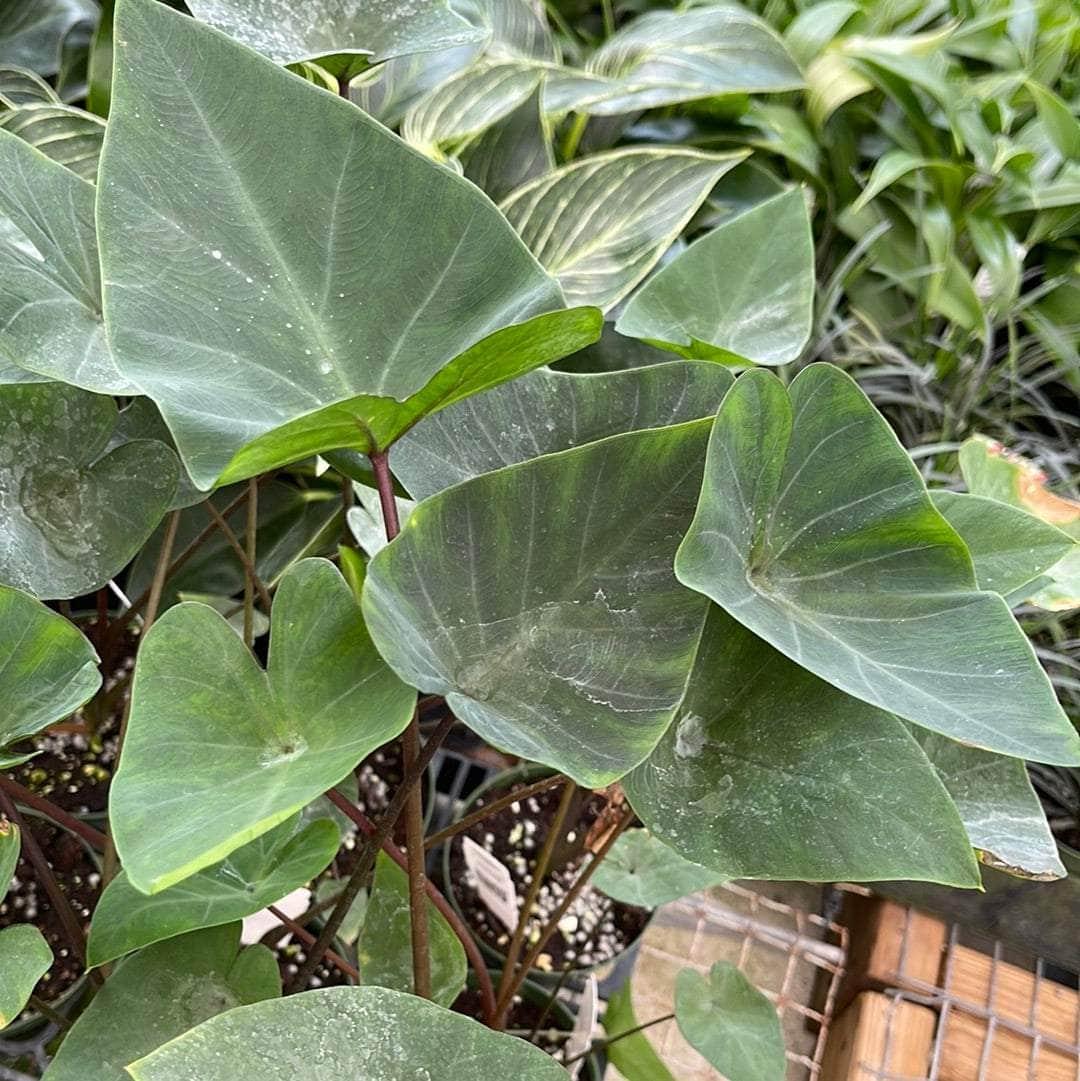 Colocasia Tea Cup - View 18 from www redcrocus com