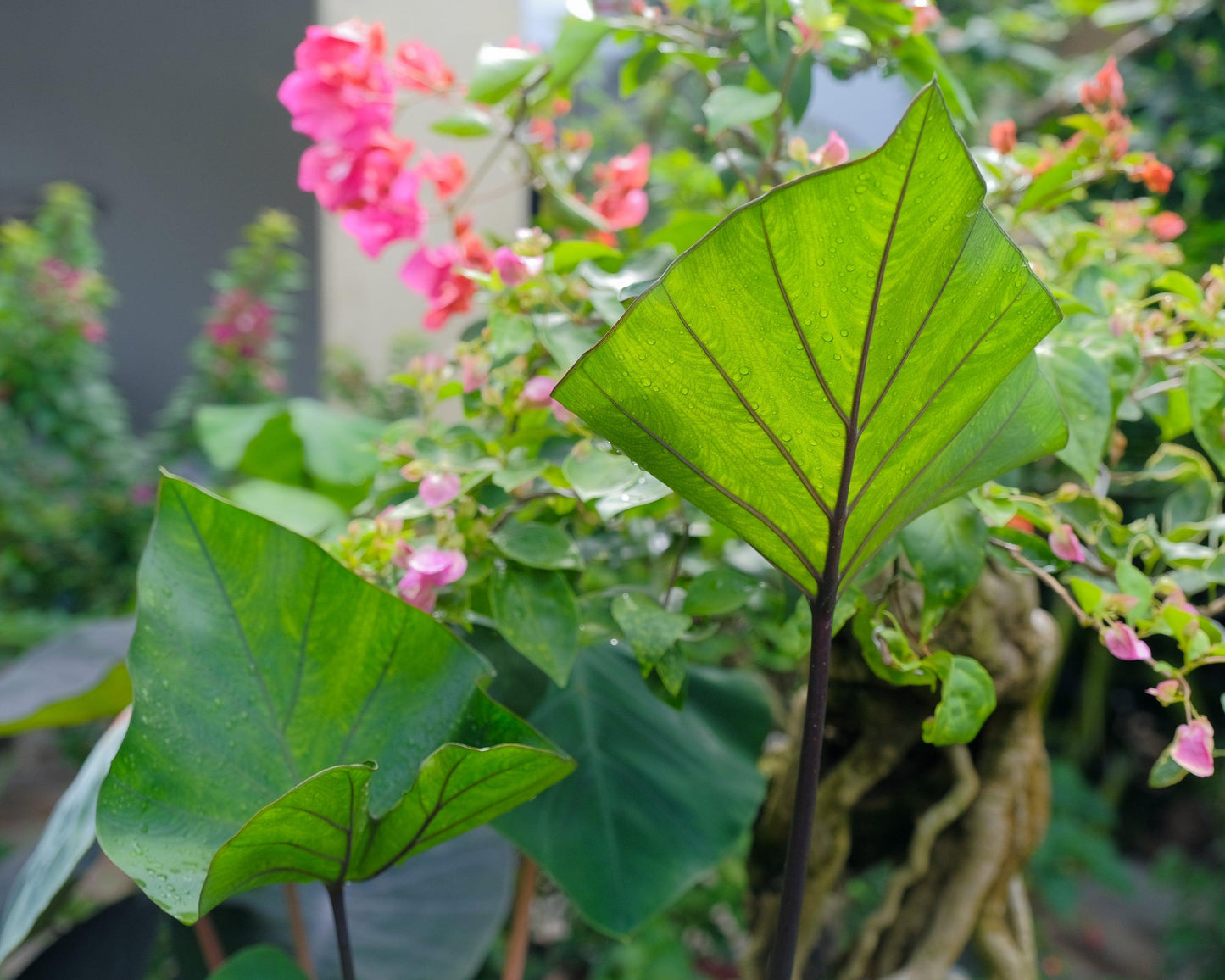 Colocasia 'tea Cup' - View 11 from www redcrocus com