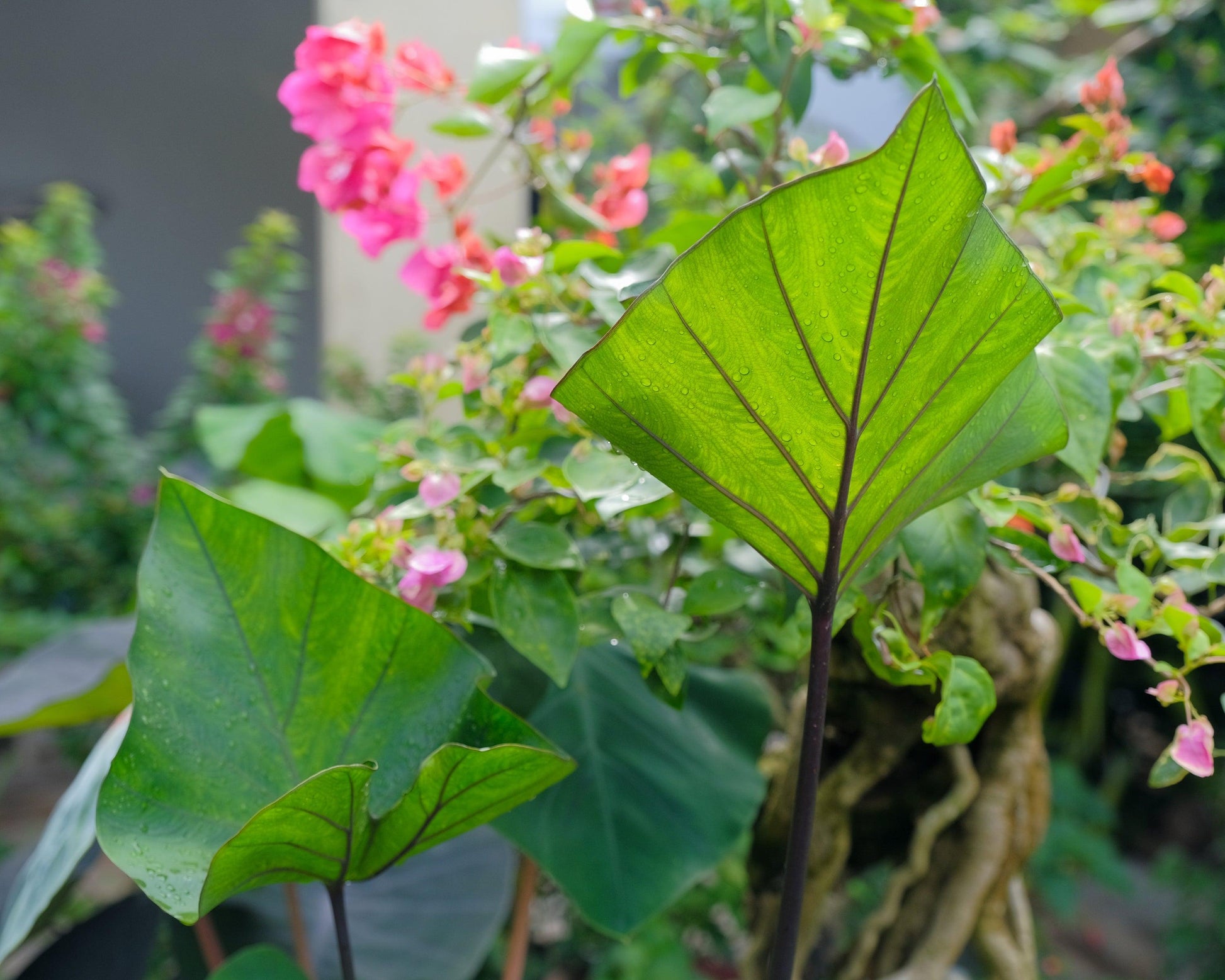 Colocasia 'tea Cup' - View 11 from www redcrocus com