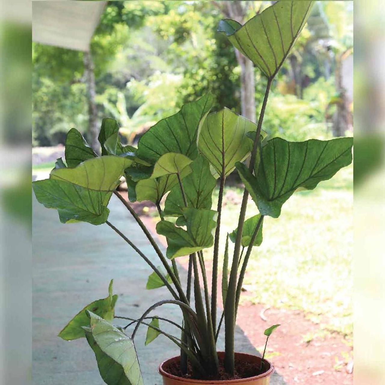 Colocasia 'tea Cup' - View 15 from www redcrocus com