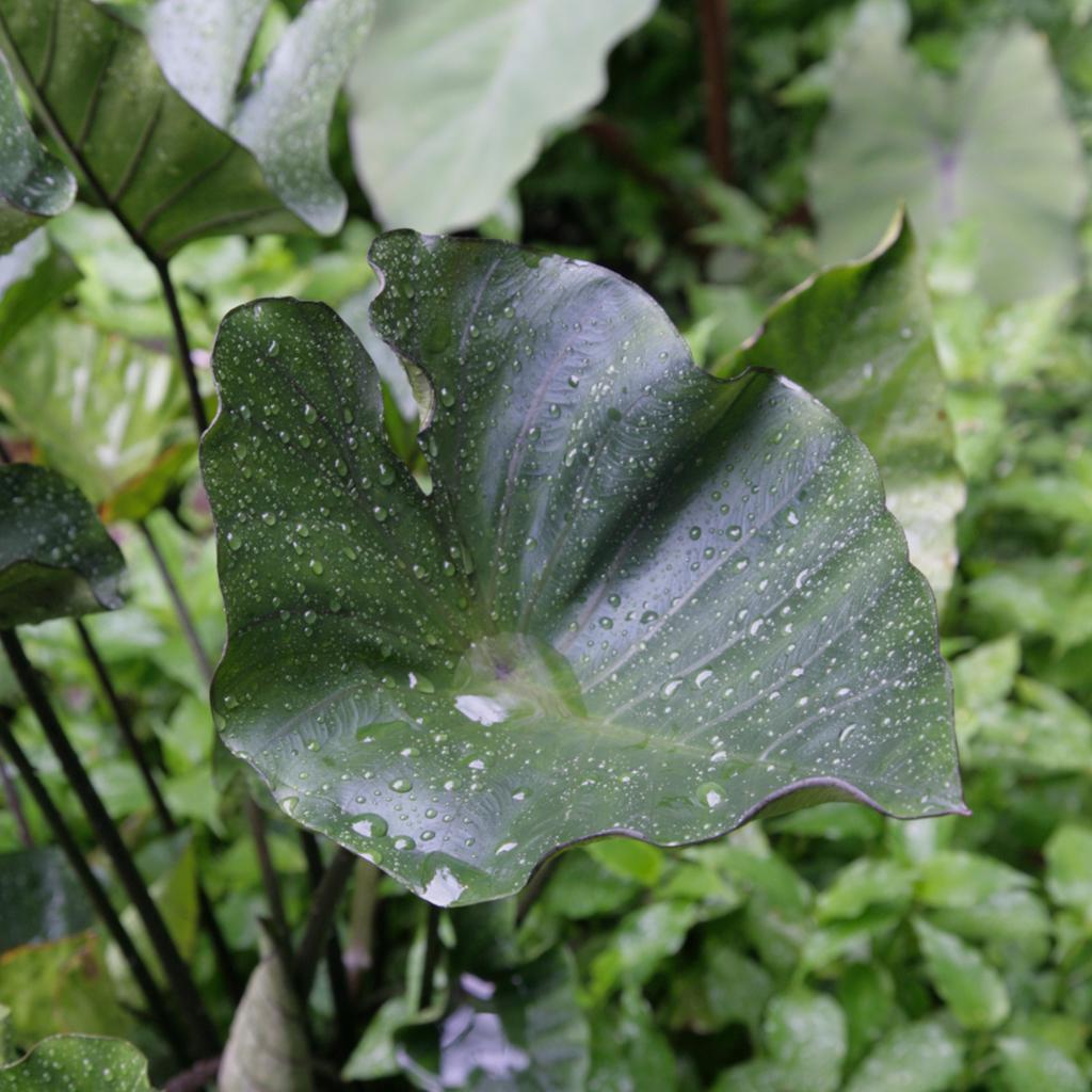 Colocasia 'tea Cup' - View 18 from www redcrocus com