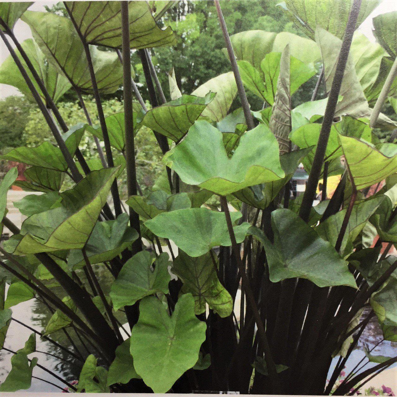 Colocasia 'tea Cup' - View 1 from www redcrocus com