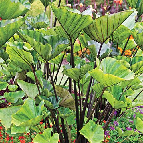Colocasia 'tea Cup' - View 20 from www redcrocus com