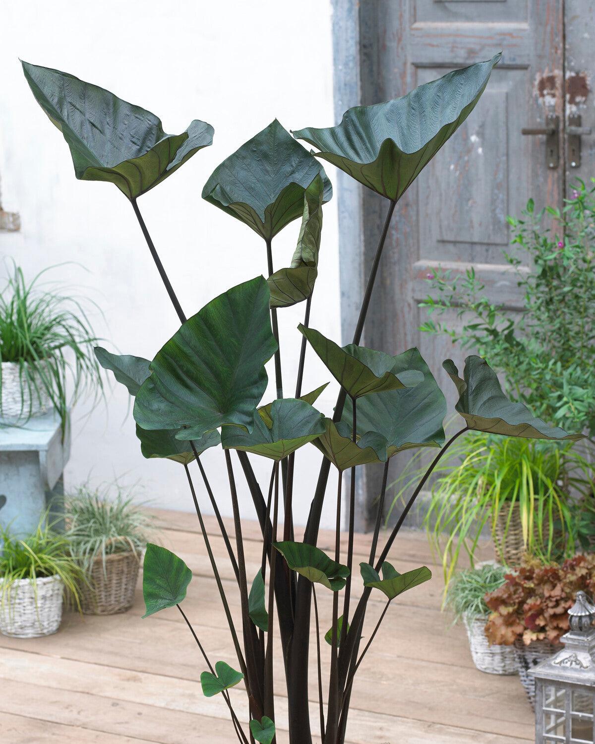 Colocasia 'tea Cup' - View 3 from www redcrocus com