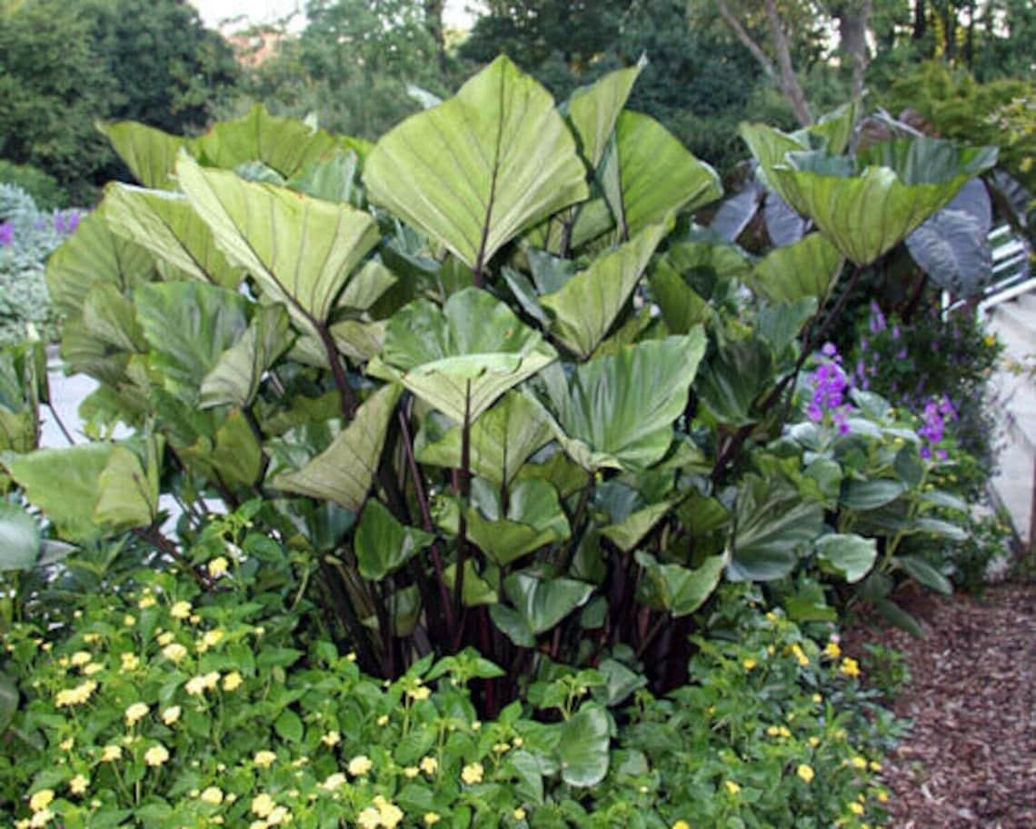 Colocasia 'tea Cup' - View 7 from www redcrocus com
