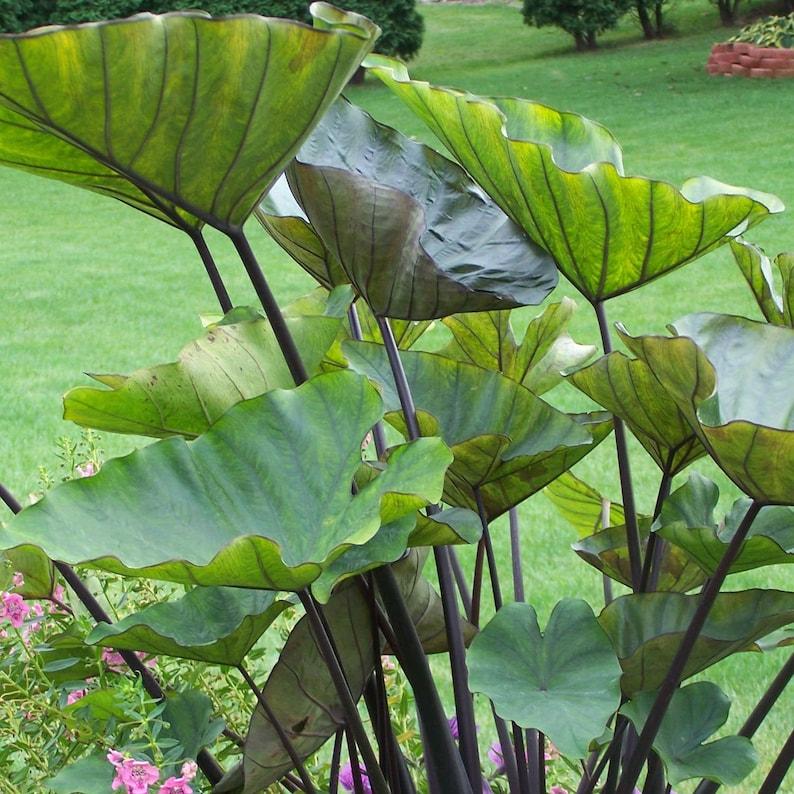 Colocasia 'tea Cup' - View 8 from www redcrocus com