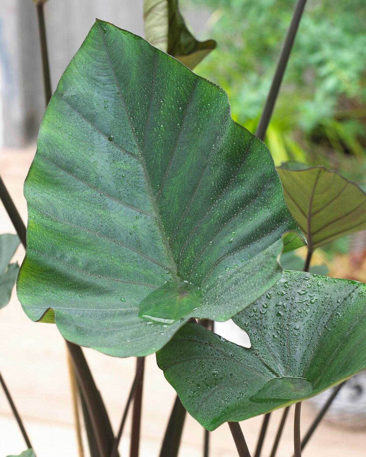 Colocasia 'tea Cup' - View 9 from www redcrocus com