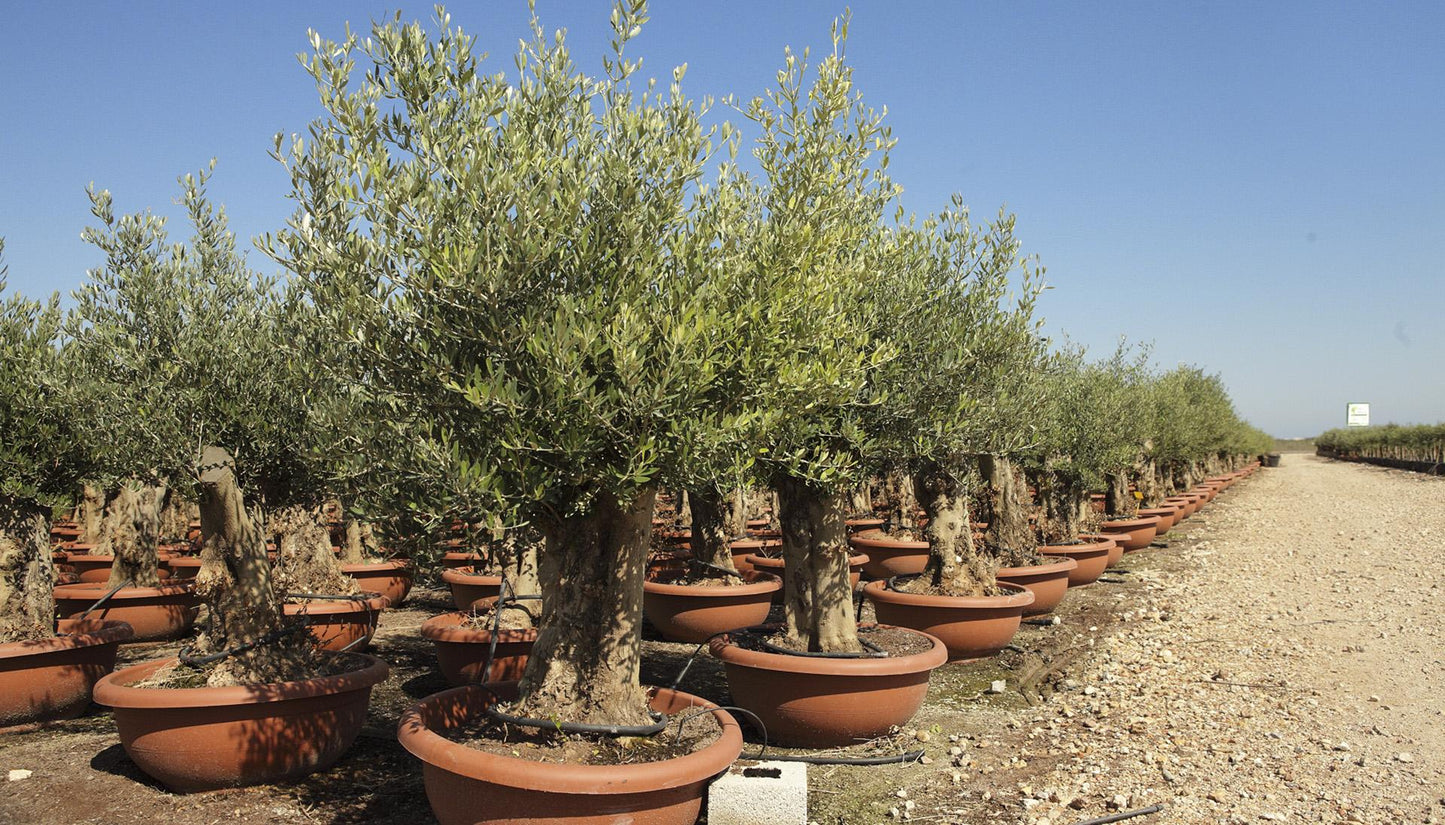 Olea Europaea, Assorted - View 21 from www redcrocus com