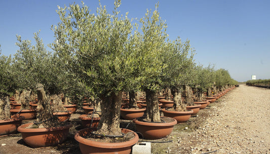 Olea Europaea, Assorted - View 21 from www redcrocus com