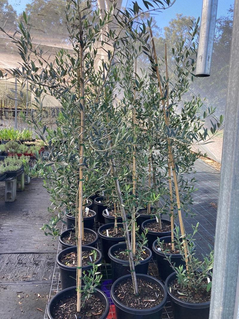 Olea Europaea, Assorted - View 24 from www redcrocus com
