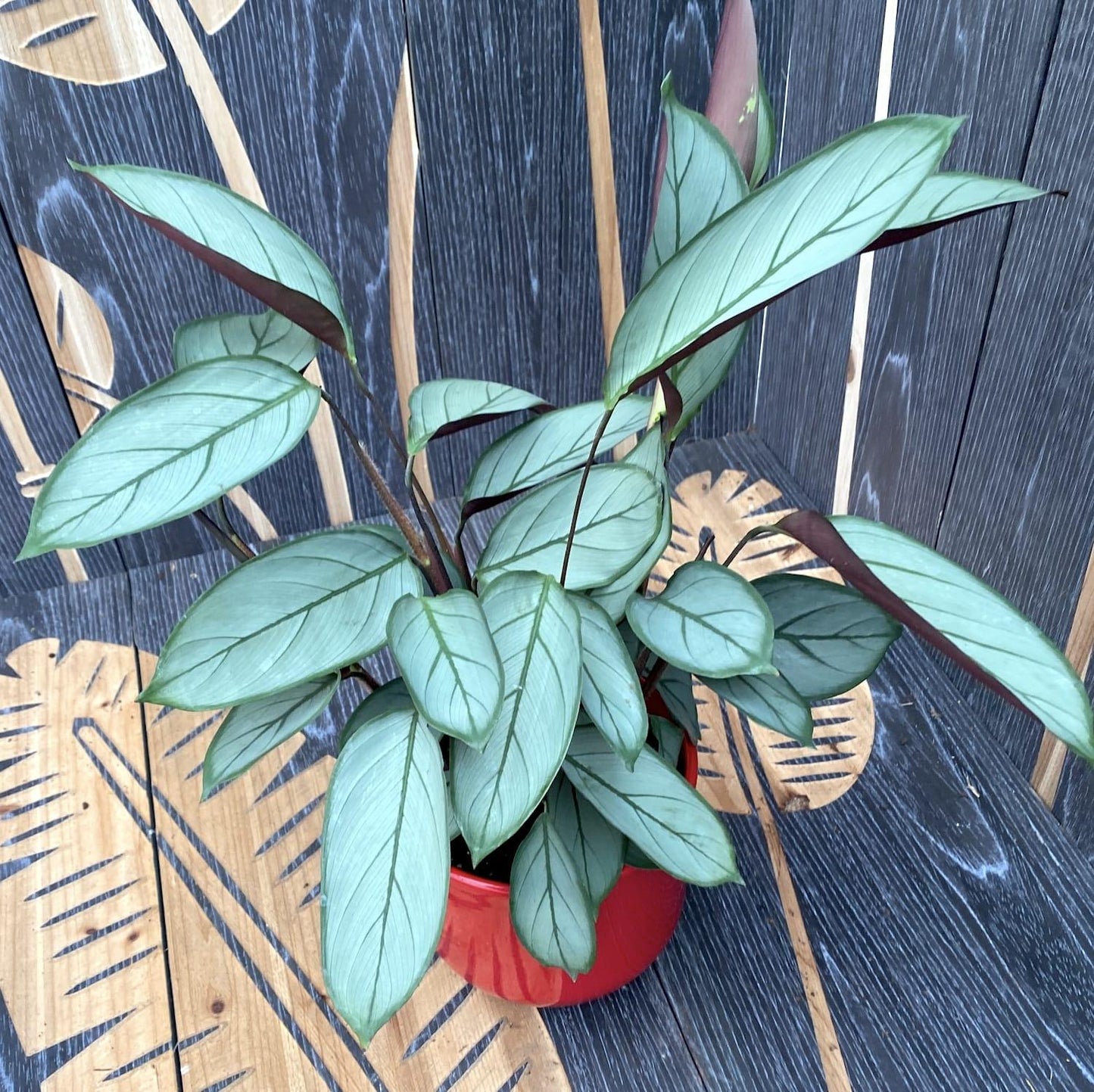 Calathea Silver Star - View 6 from www redcrocus com