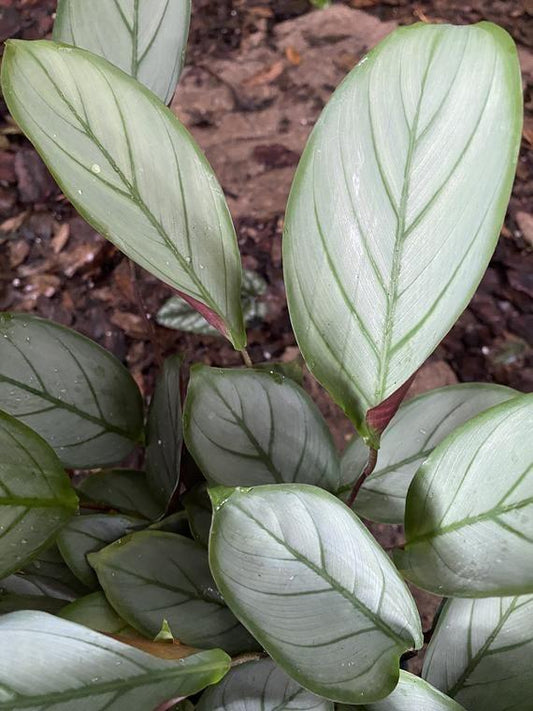 Calathea 'silver Star' - View 11 from www redcrocus com