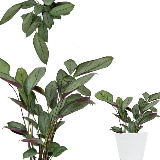 Calathea 'silver Star' - View 1 from www redcrocus com