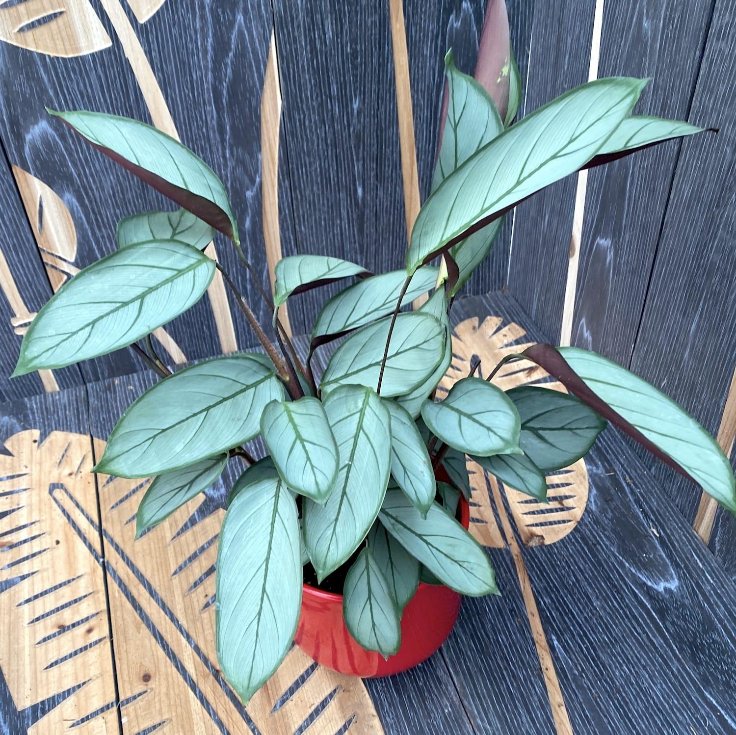 Calathea 'silver Star' - View 4 from www redcrocus com