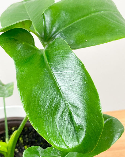 Philodendron Goeldii - View 11 from www redcrocus com