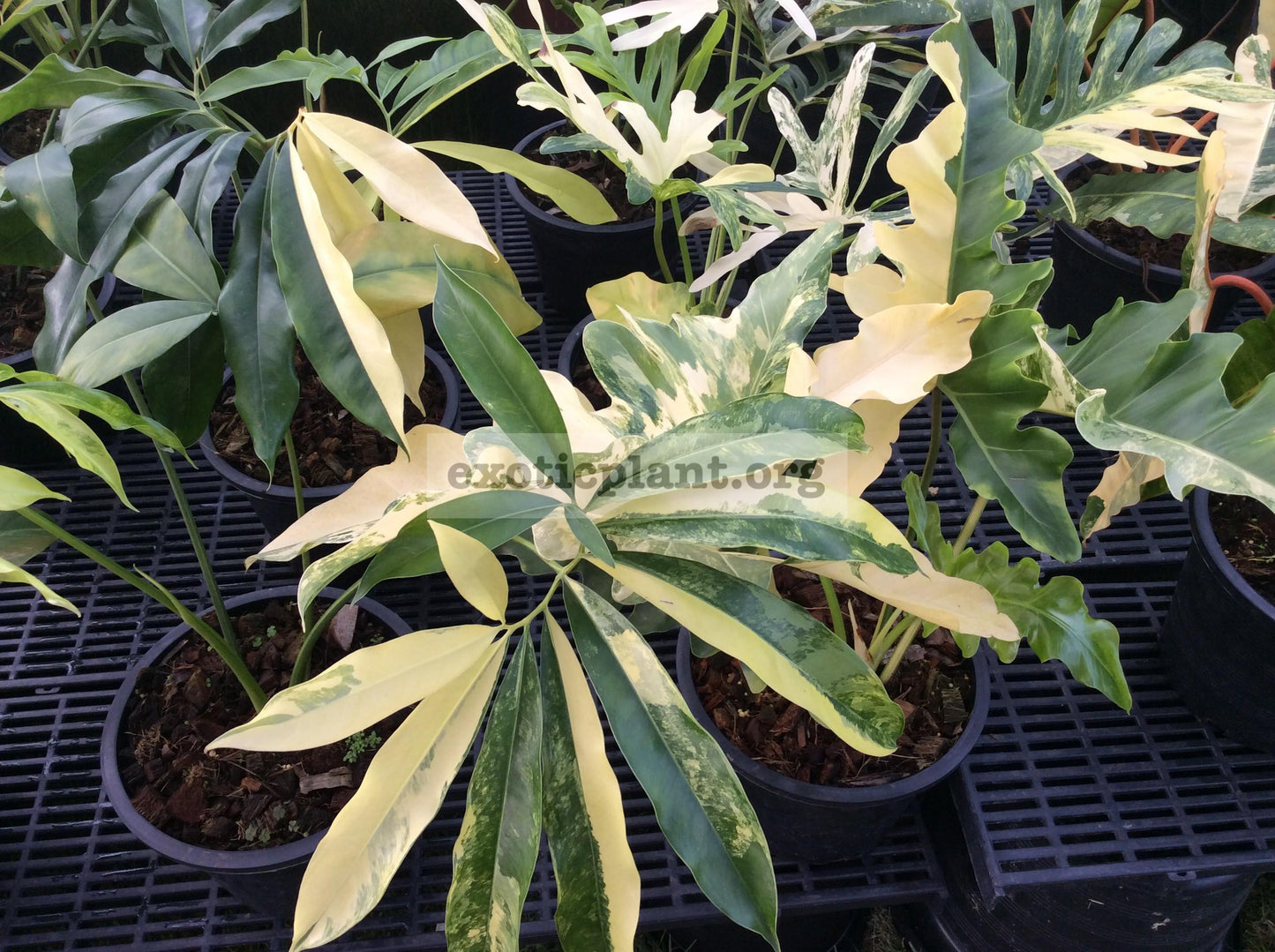 Philodendron Goeldii - View 12 from www redcrocus com
