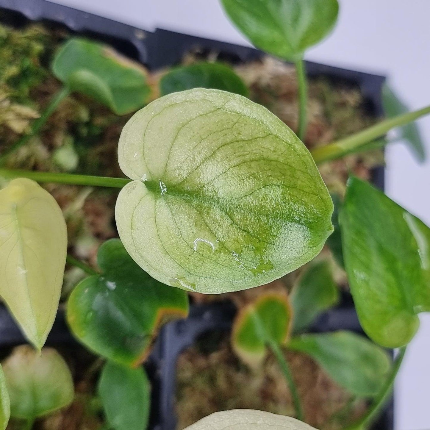 Philodendron Goeldii - View 15 from www redcrocus com