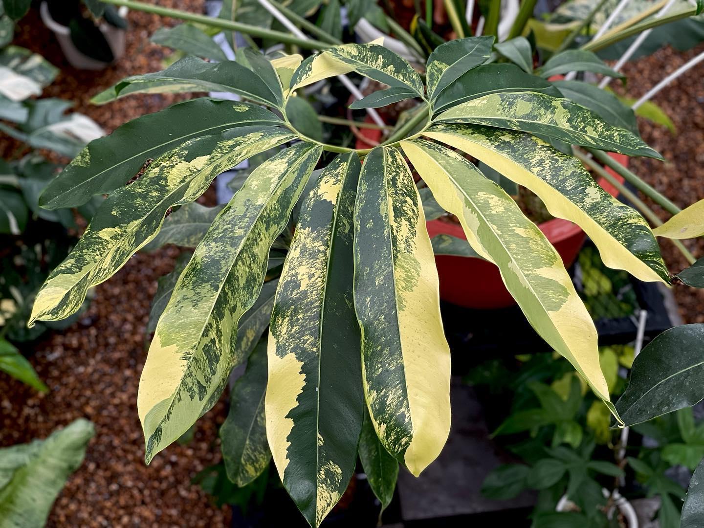 Philodendron Goeldii - View 17 from www redcrocus com