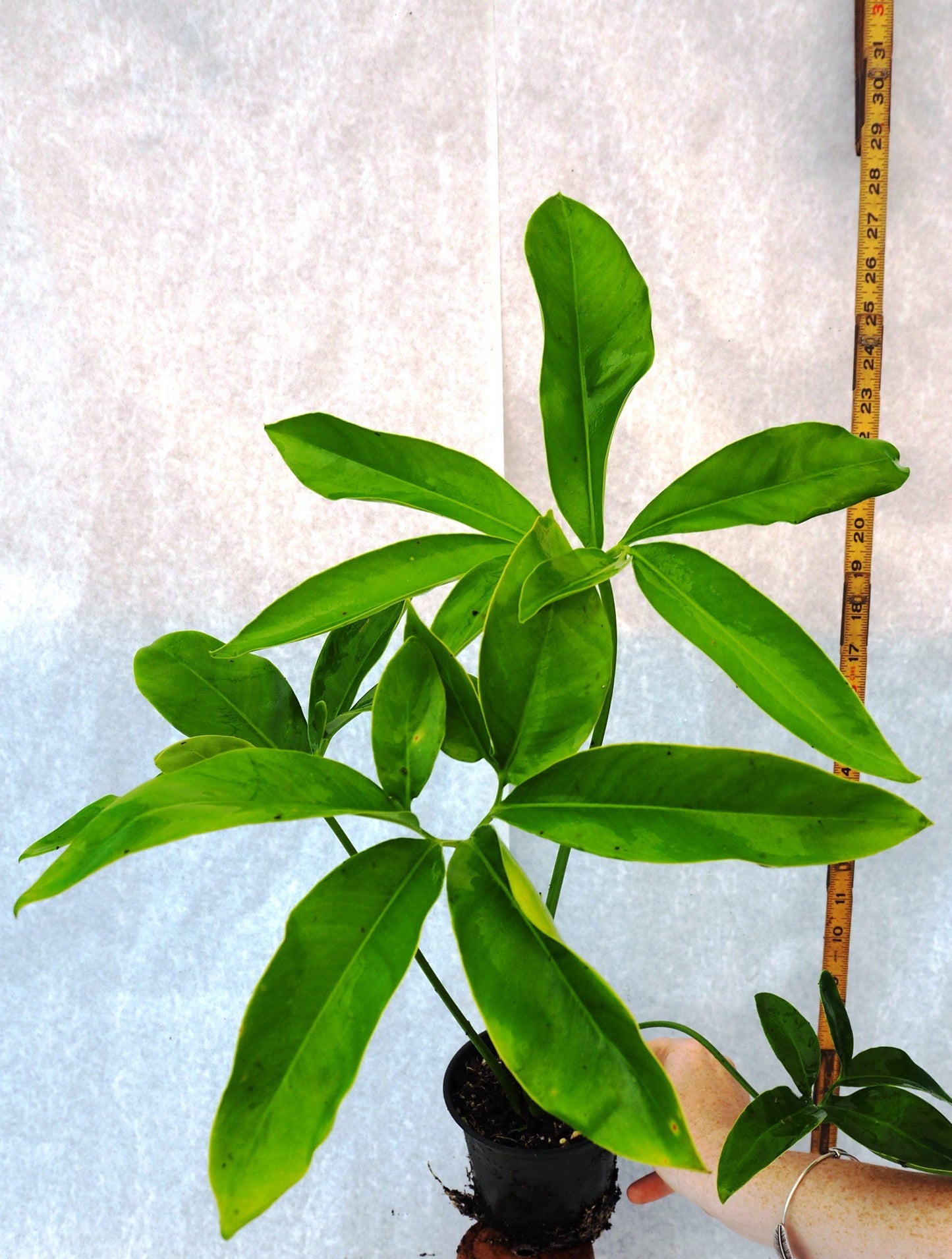 Philodendron Goeldii - View 18 from www redcrocus com