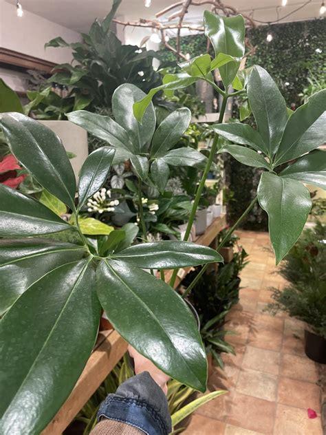 Philodendron Goeldii - View 1 from www redcrocus com