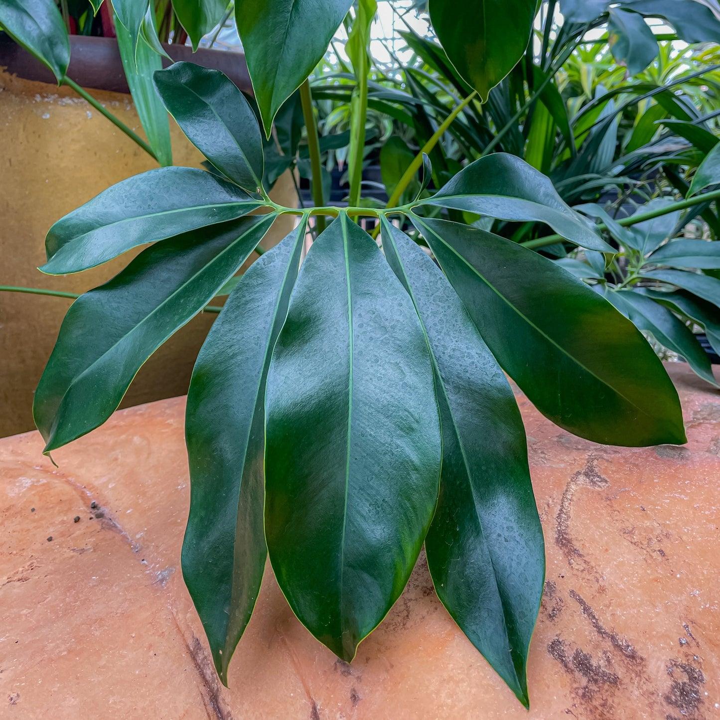 Philodendron Goeldii - View 21 from www redcrocus com