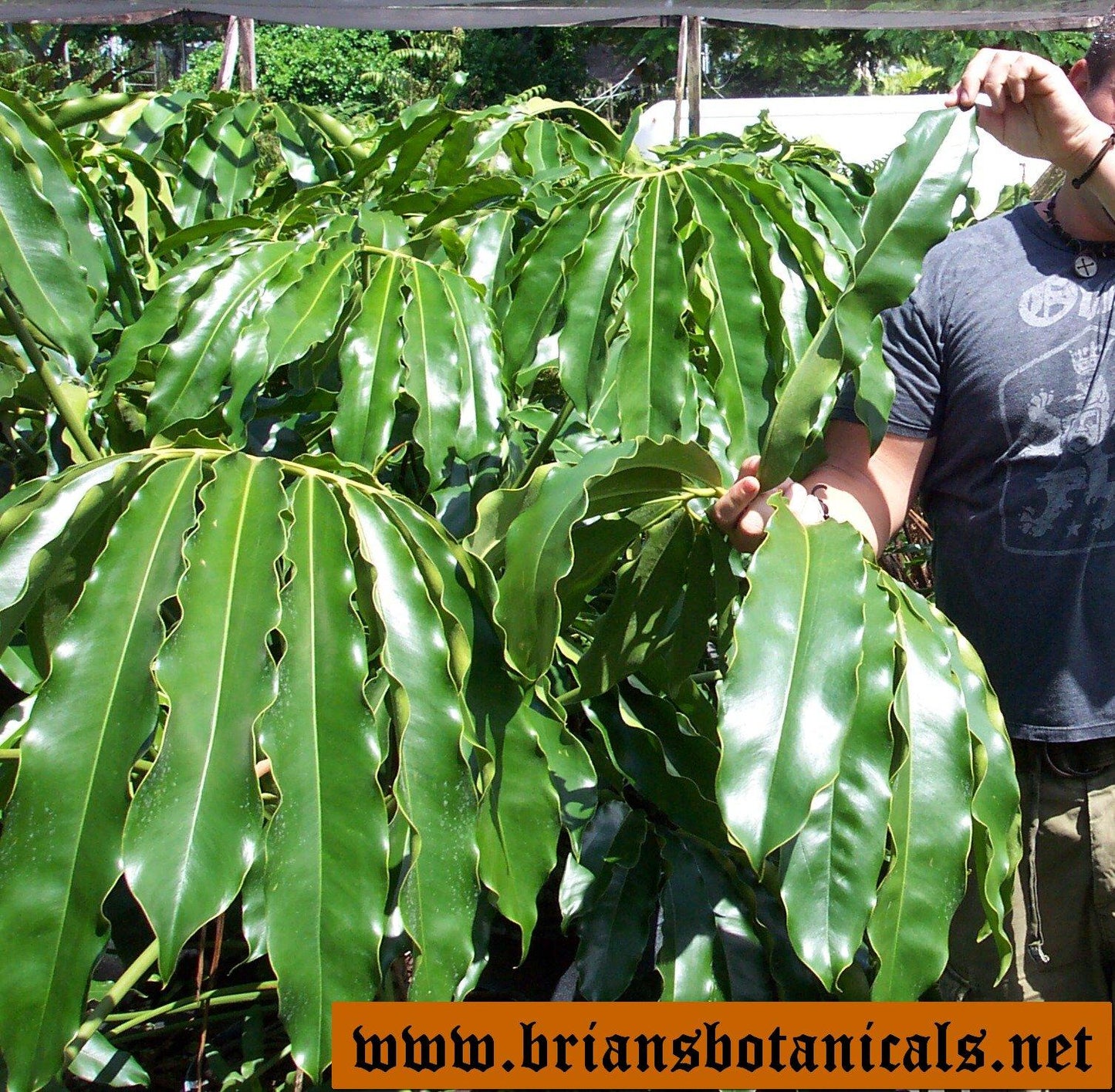 Philodendron Goeldii - View 7 from www redcrocus com