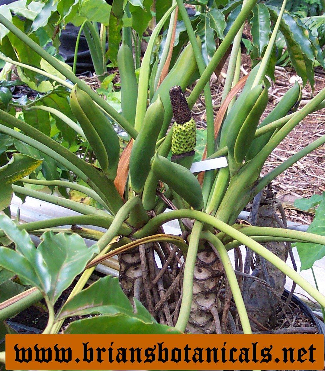 Philodendron Goeldii - View 9 from www redcrocus com