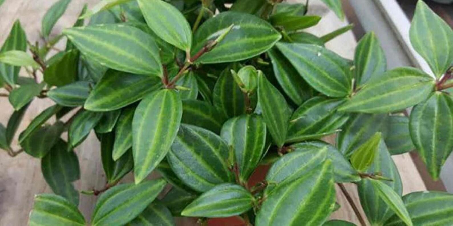 Peperomia Puteola Diamond - View 11 from www redcrocus com