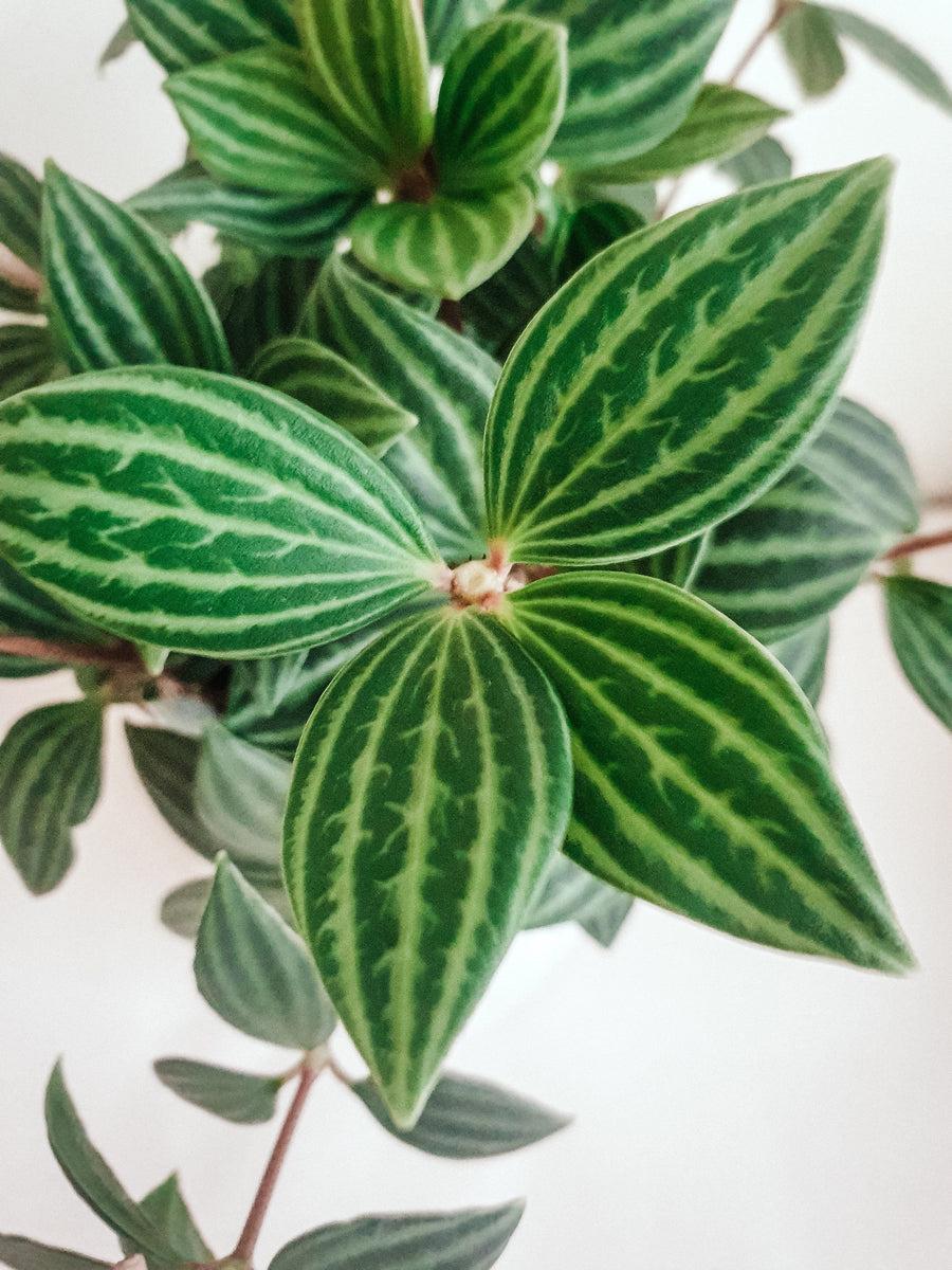 Peperomia Puteola Diamond - View 16 from www redcrocus com