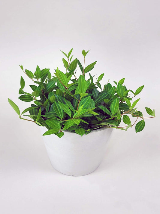 Peperomia Puteola Diamond - View 1 from www redcrocus com