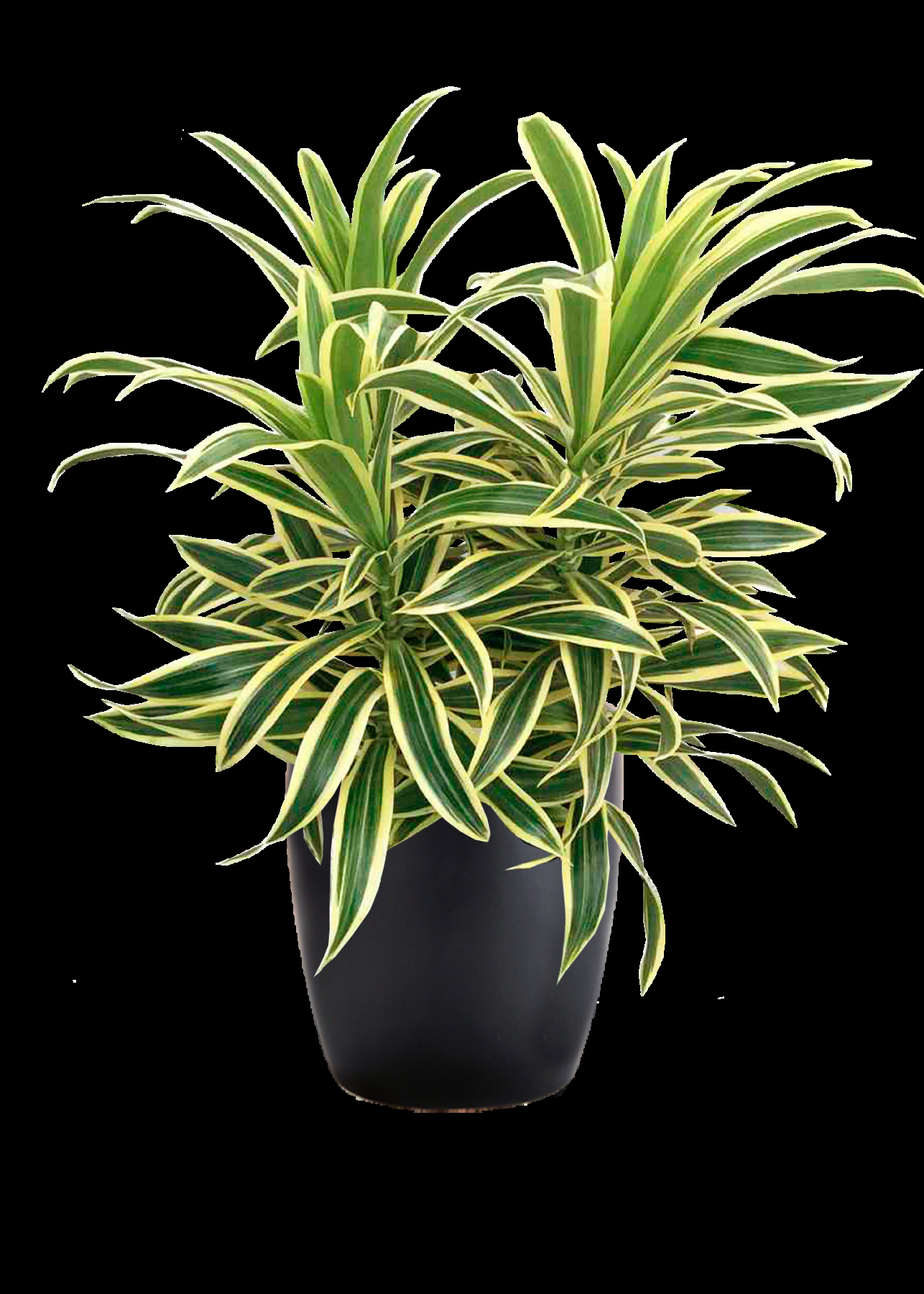 Dracaena Reflexa 'song Of India' - View 14 from www redcrocus com