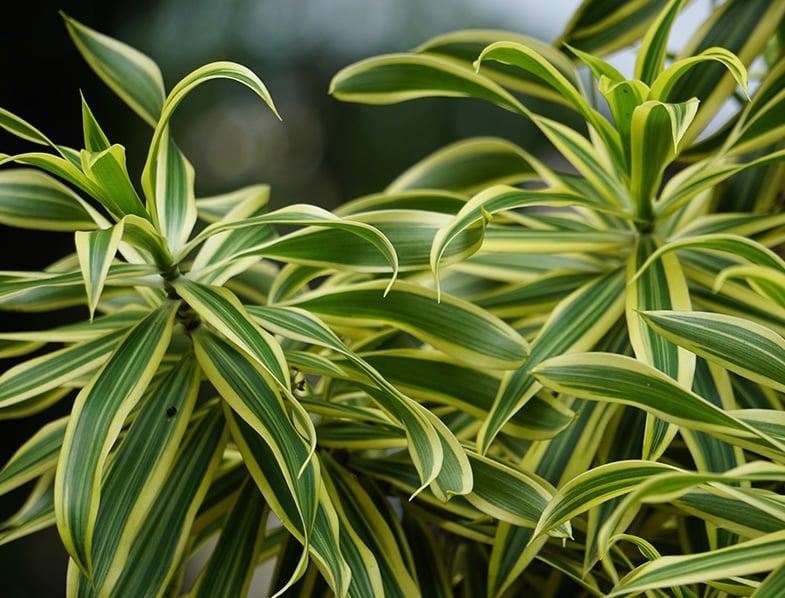Dracaena Reflexa 'song Of India' - View 15 from www redcrocus com