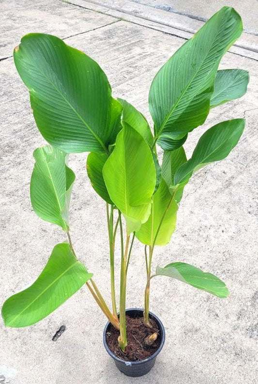 Calathea Lutea - View 10 from www redcrocus com