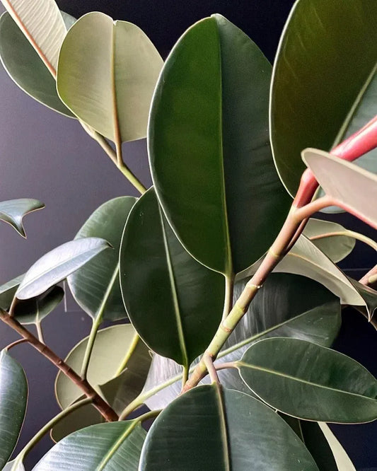 Ficus Elastica Robusta - View 11 from www redcrocus com