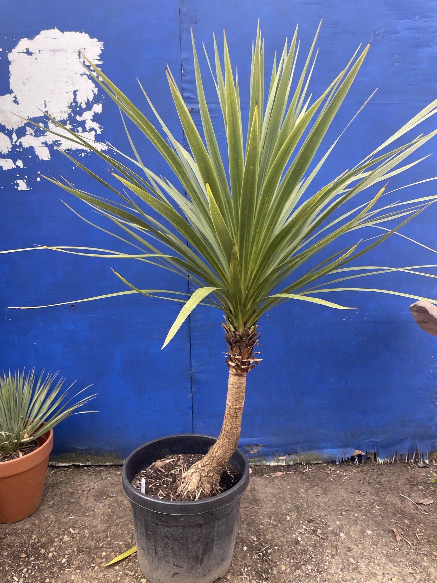 Cordyline Australis 2c Assorted 11 371d1e29 A812 43d2 B0d7 C047d6f33945 from www redcrocus com