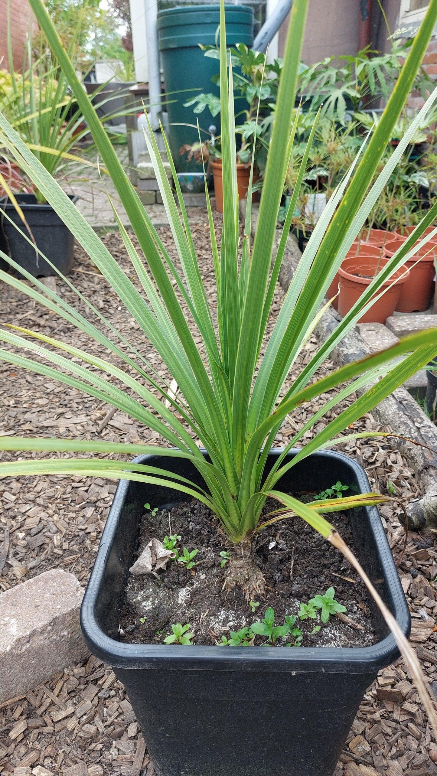 Cordyline Australis 2c Assorted 13 C953763c Af41 4bd3 9384 3f35f1b07709 from www redcrocus com