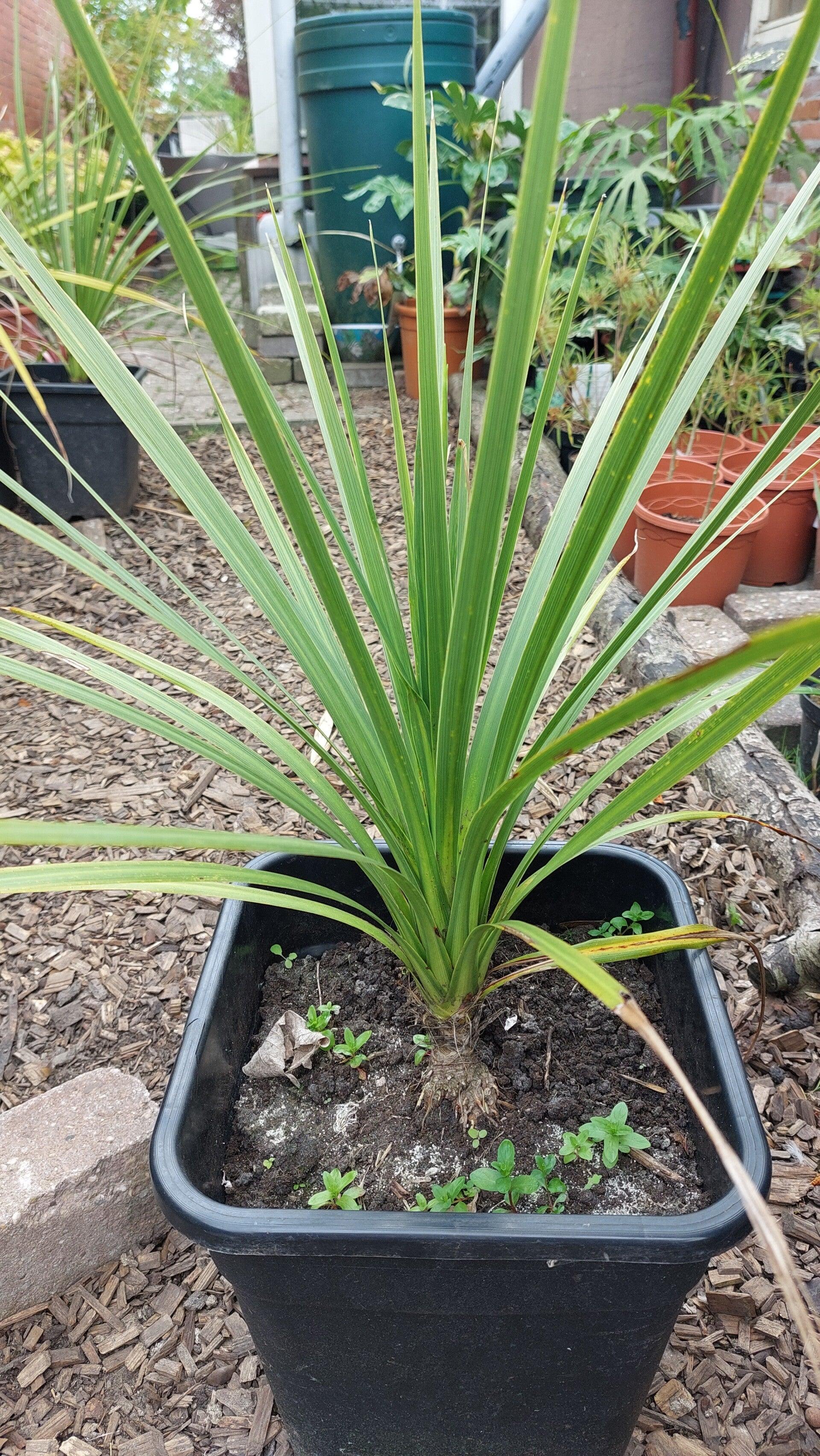 Cordyline Australis 2c Assorted 13 C953763c Af41 4bd3 9384 3f35f1b07709 from www redcrocus com