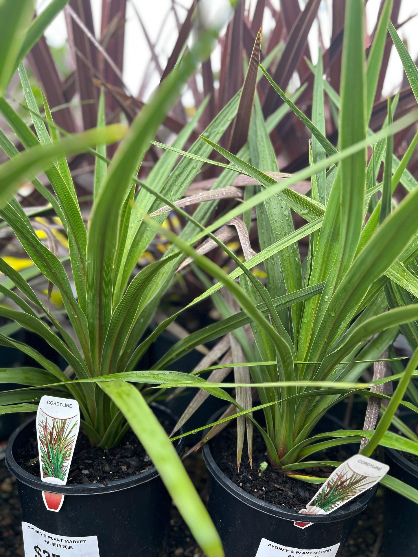 Cordyline Australis 2c Assorted 2 Ca049f63 B4aa 42dc A8fd 90d013dfef4d from www redcrocus com